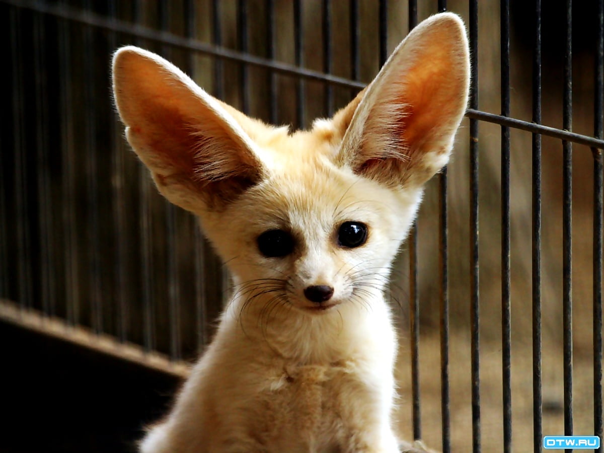 Fennec Fox Wallpapers