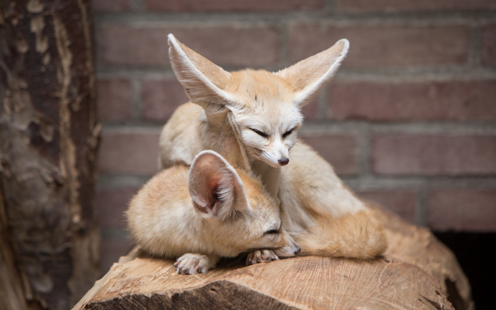 Fennec Fox Wallpapers