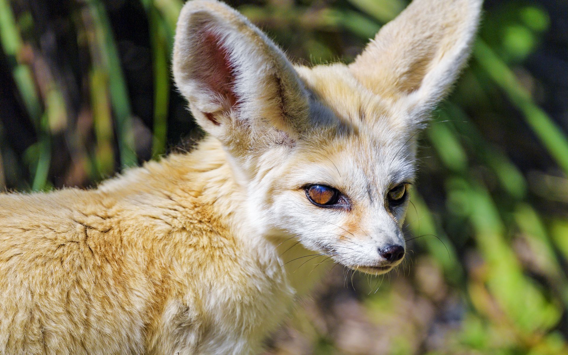 Fennec Fox Wallpapers