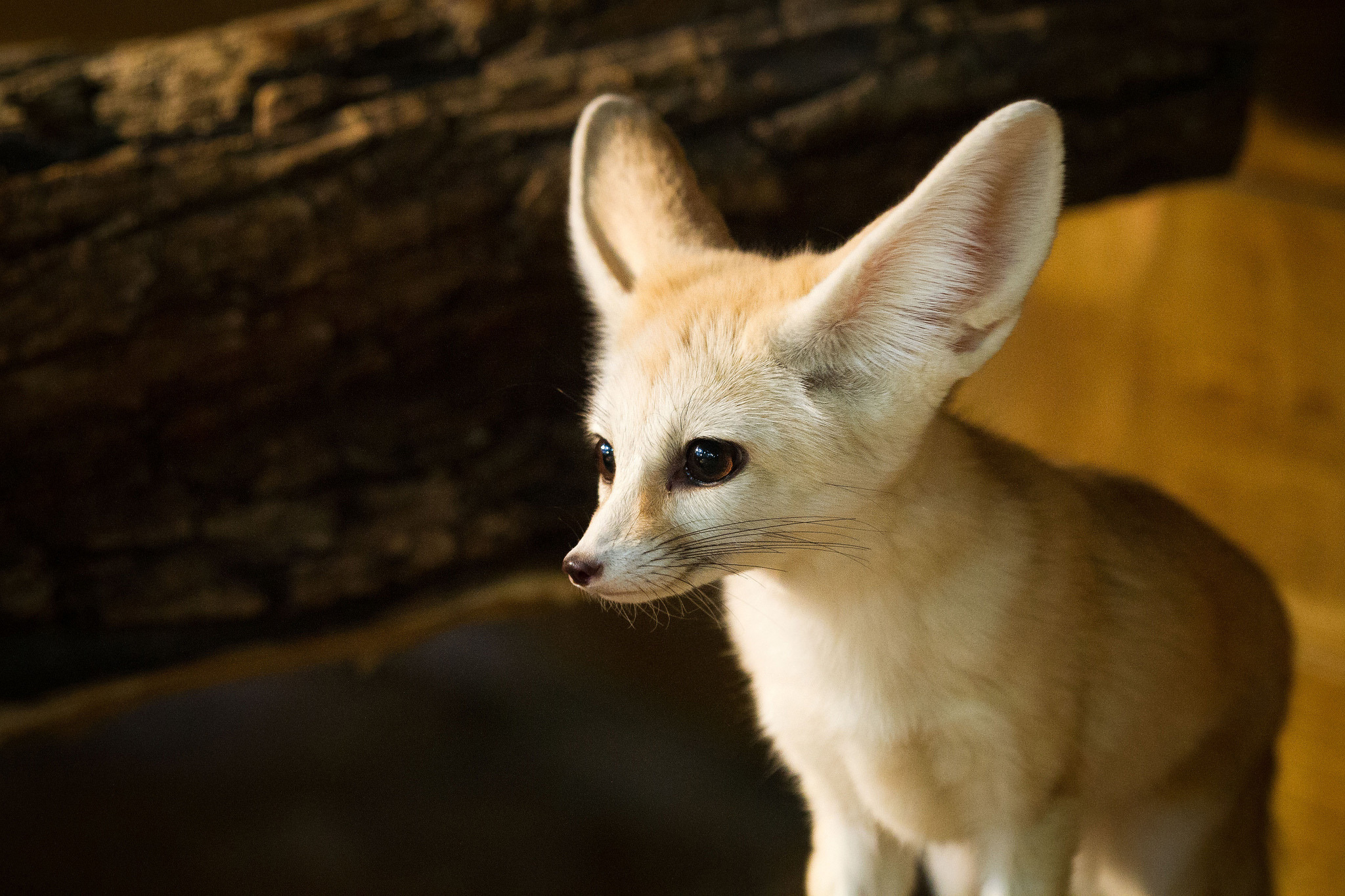 Fennec Fox Wallpapers