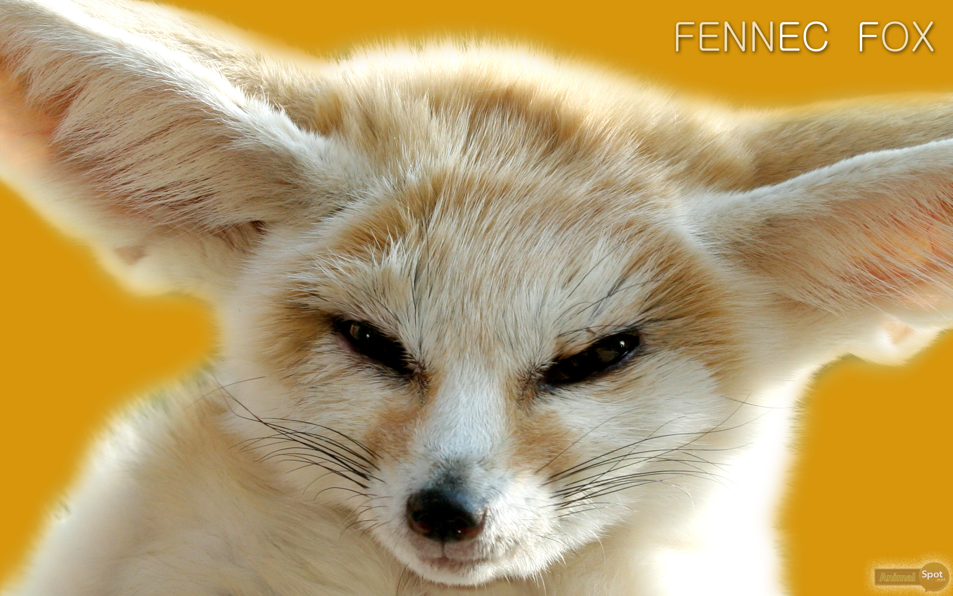 Fennec Fox Wallpapers