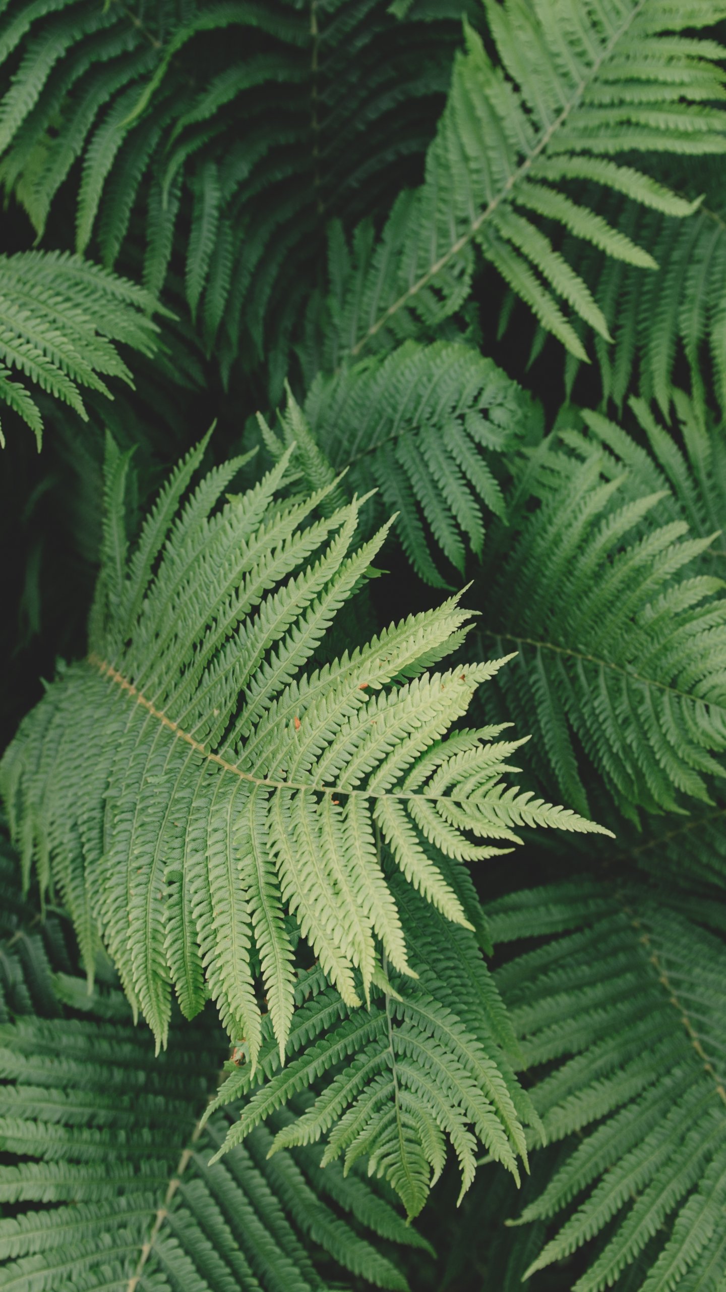 Fern Iphone Wallpapers