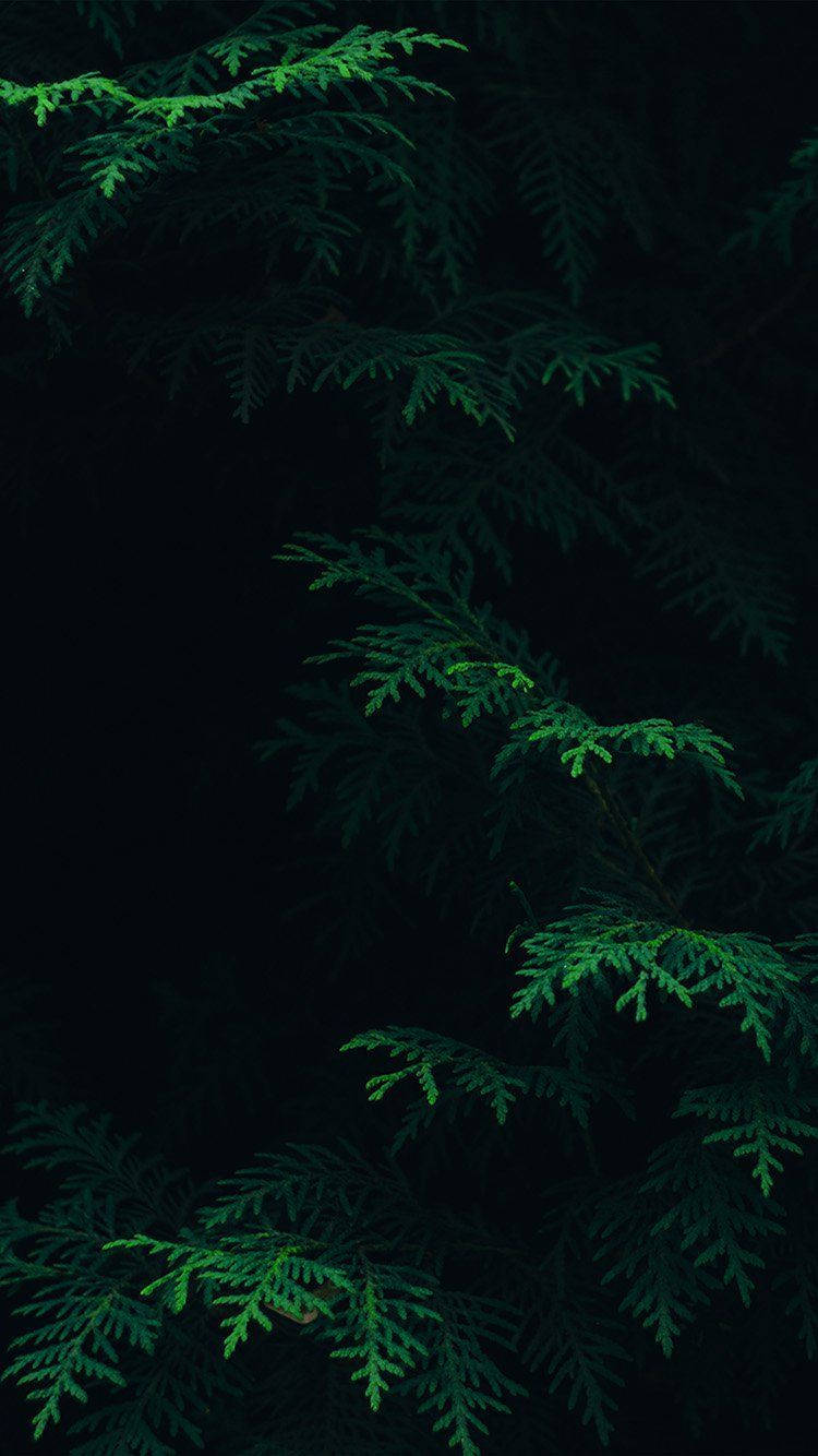 Fern Iphone Wallpapers