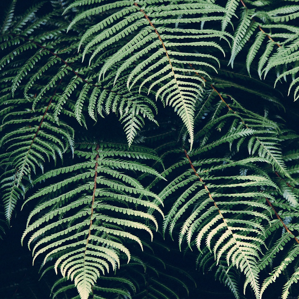 Fern Iphone Wallpapers