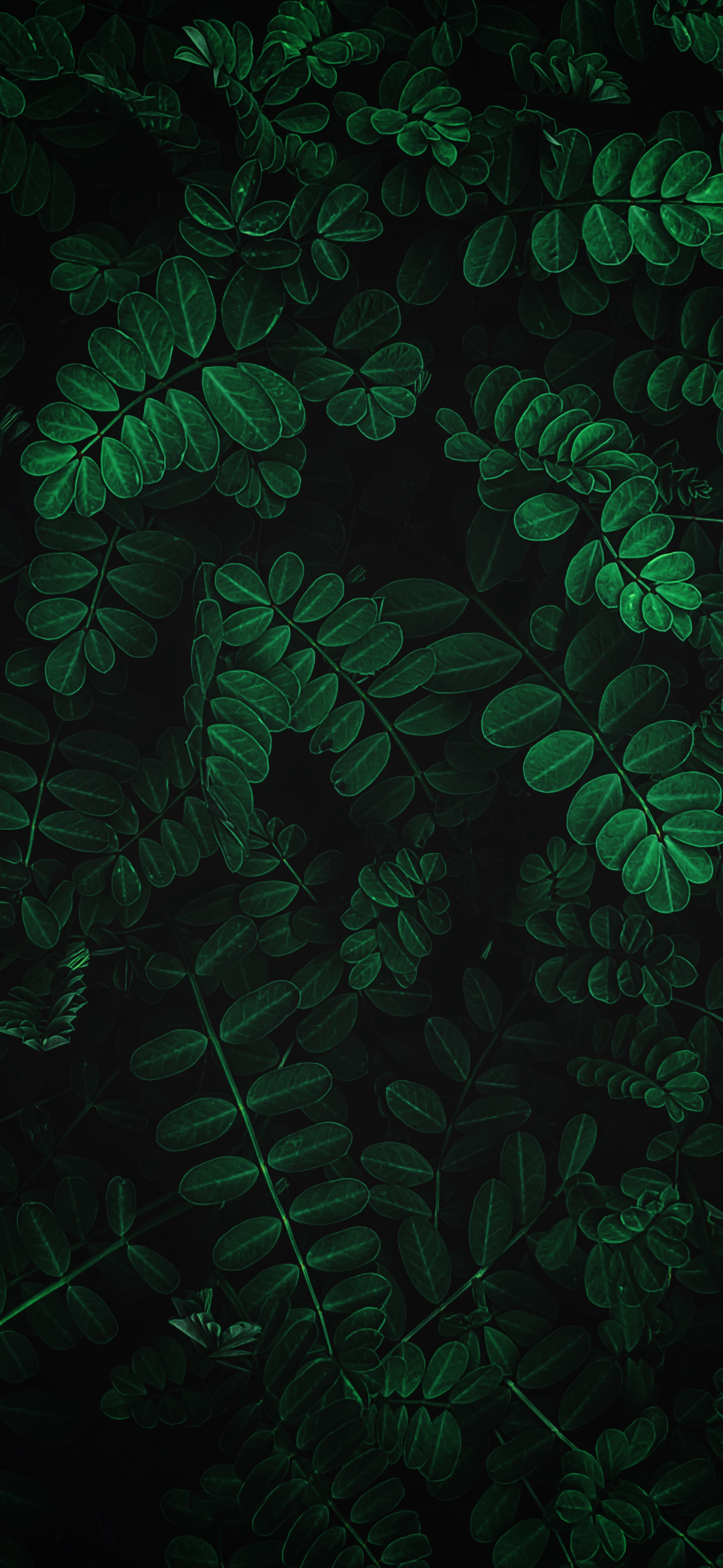 Fern Iphone Wallpapers