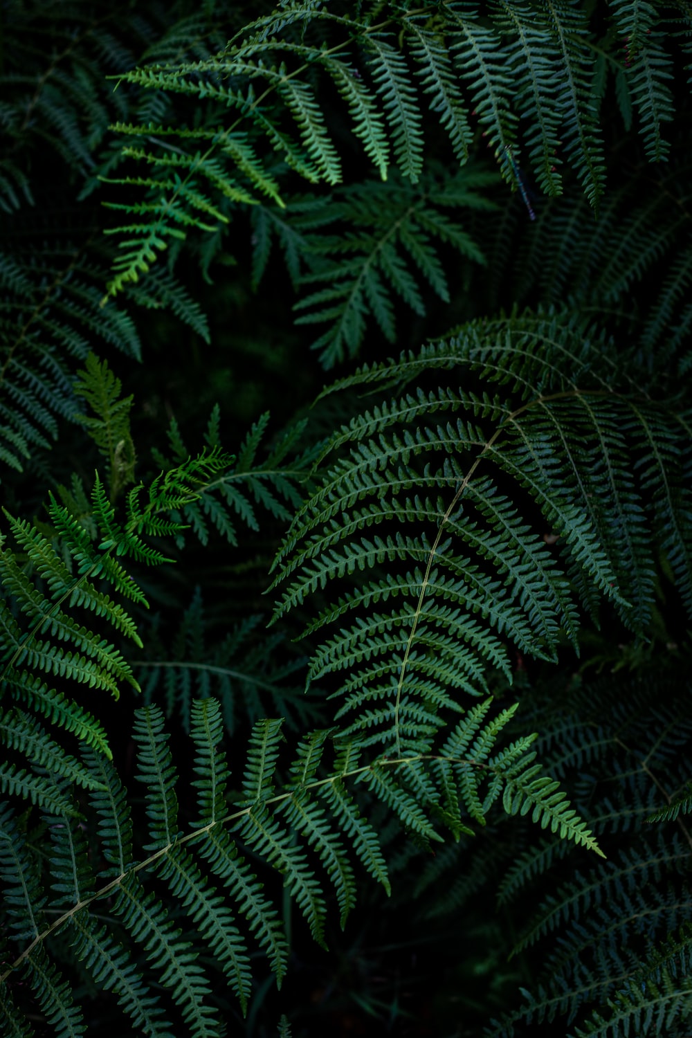 Fern Iphone Wallpapers