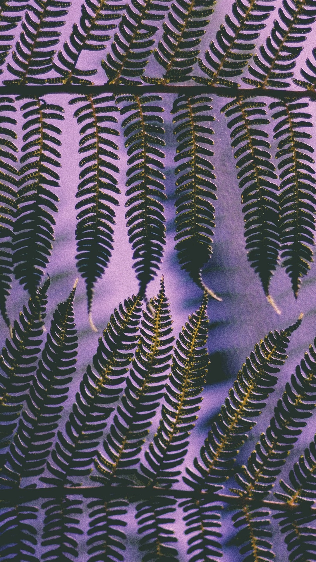 Fern Iphone Wallpapers