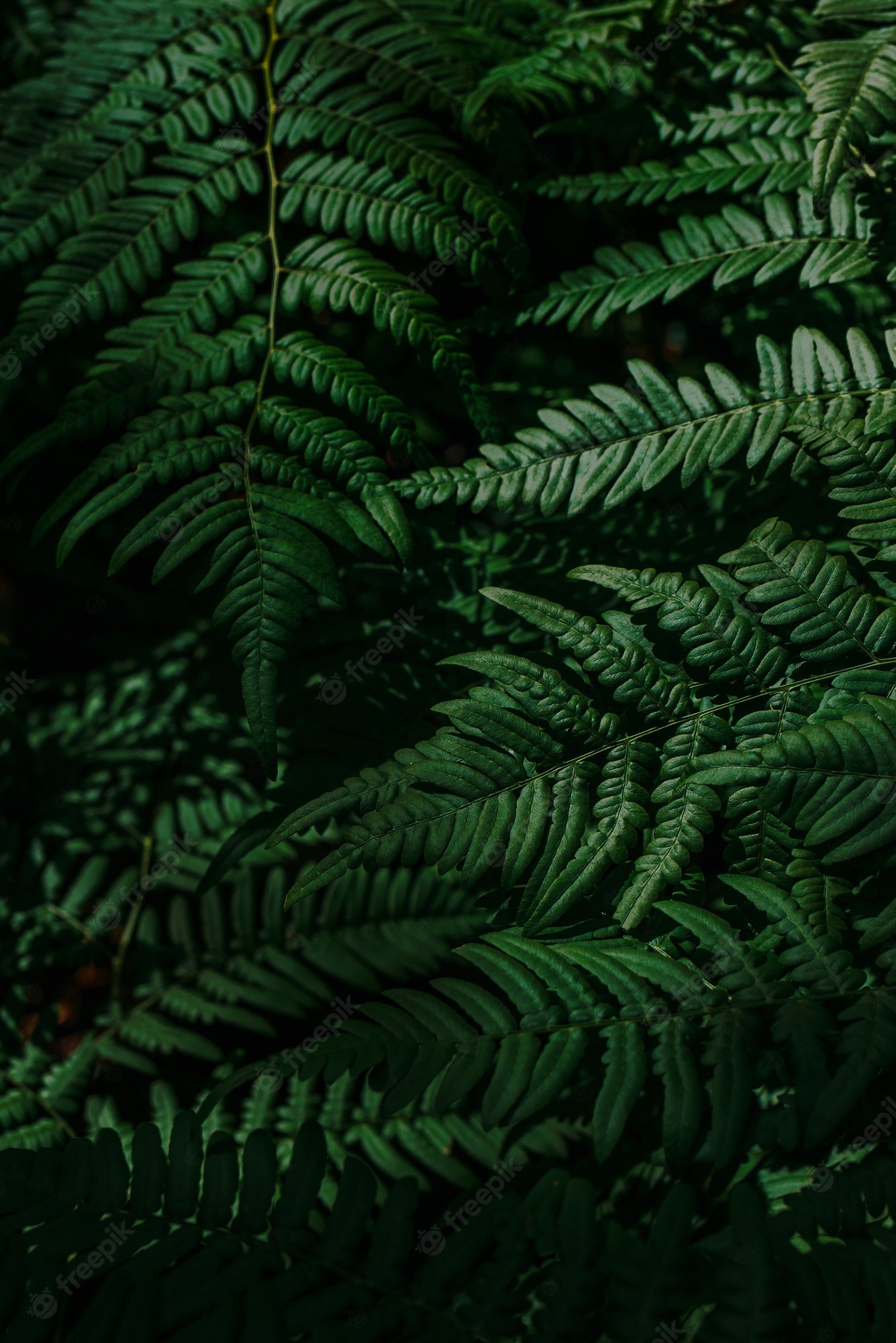 Fern Iphone Wallpapers