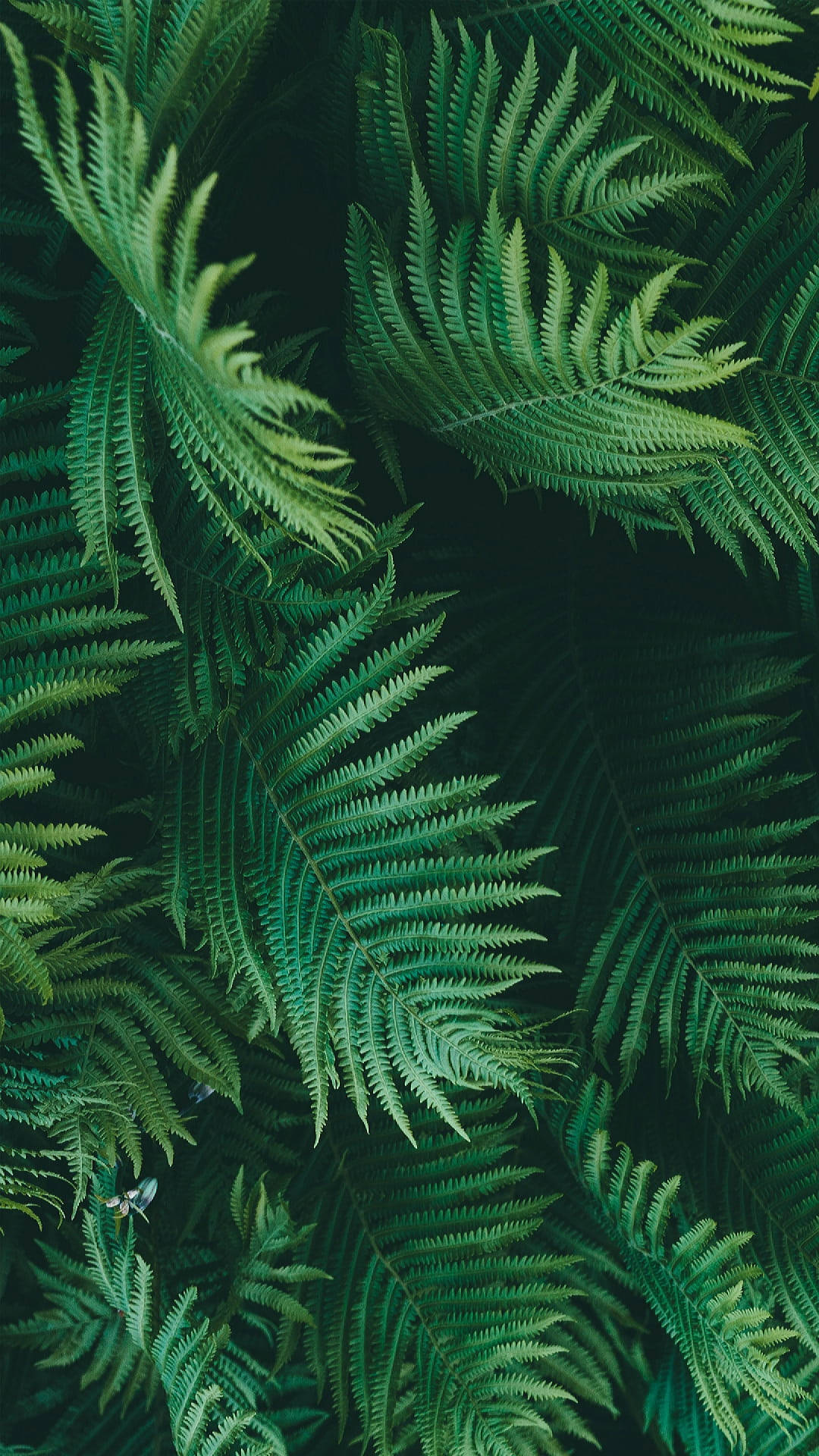 Fern Iphone Wallpapers