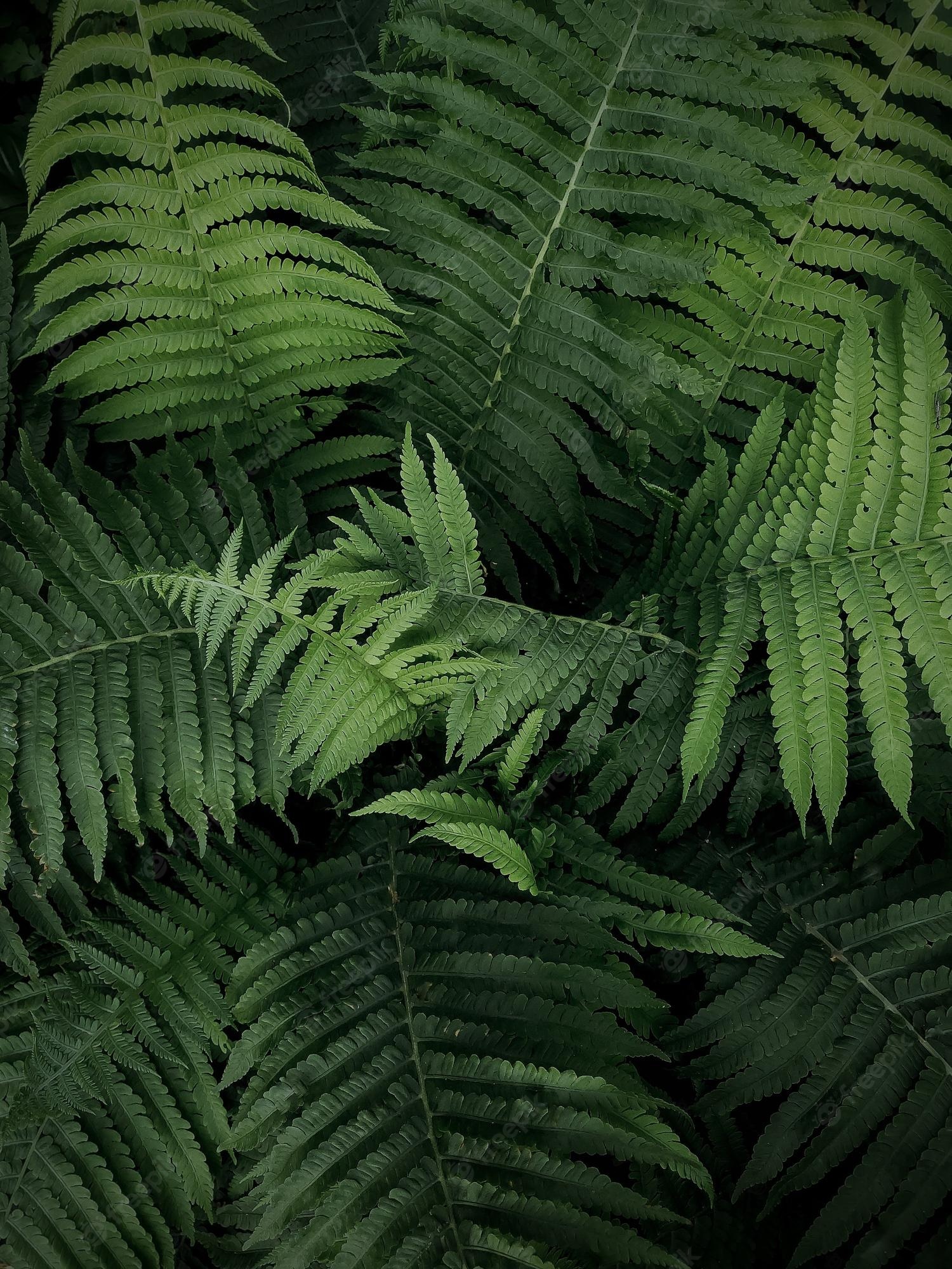 Fern Iphone Wallpapers