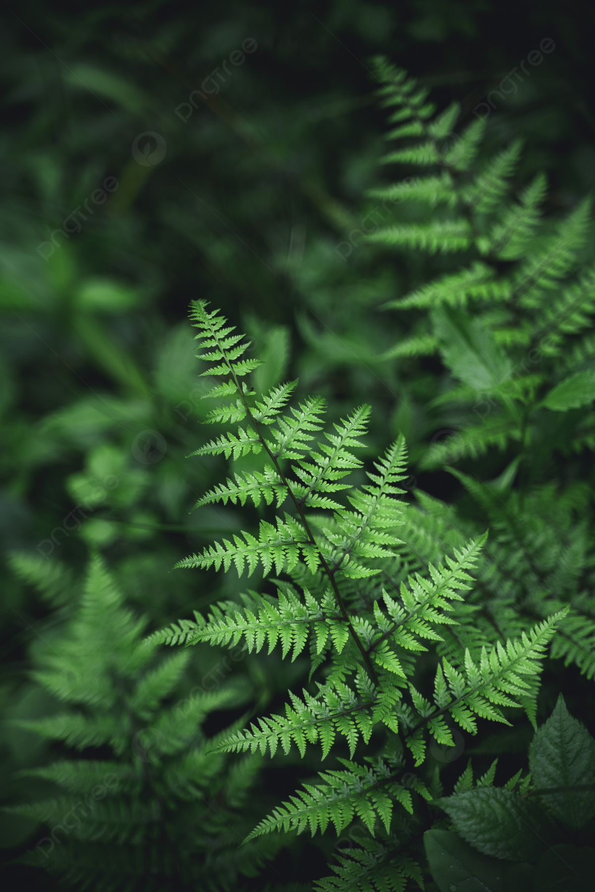 Fern Iphone Wallpapers