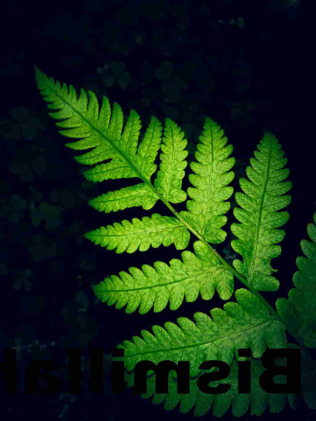 Fern Iphone Wallpapers