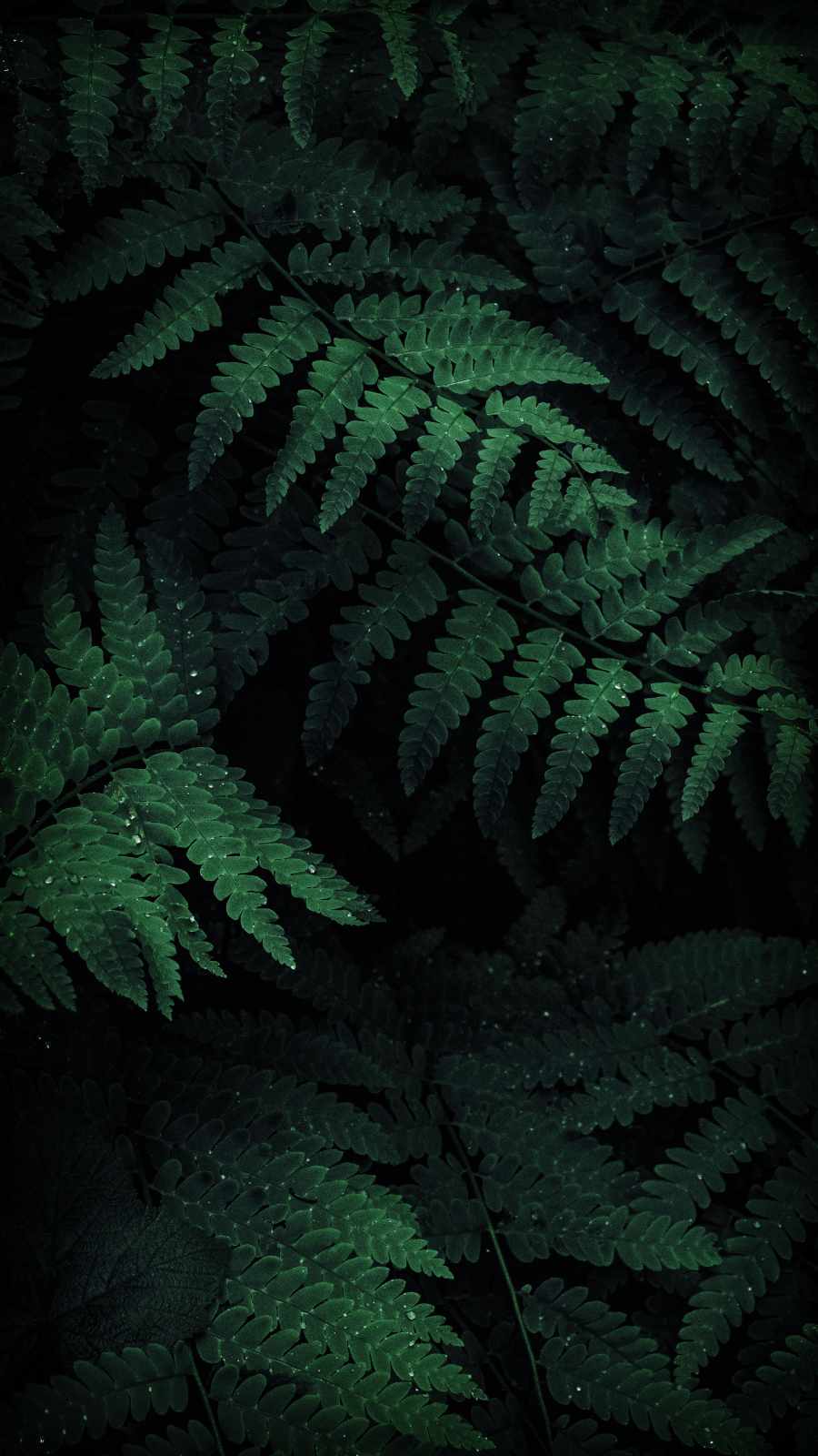 Fern Iphone Wallpapers