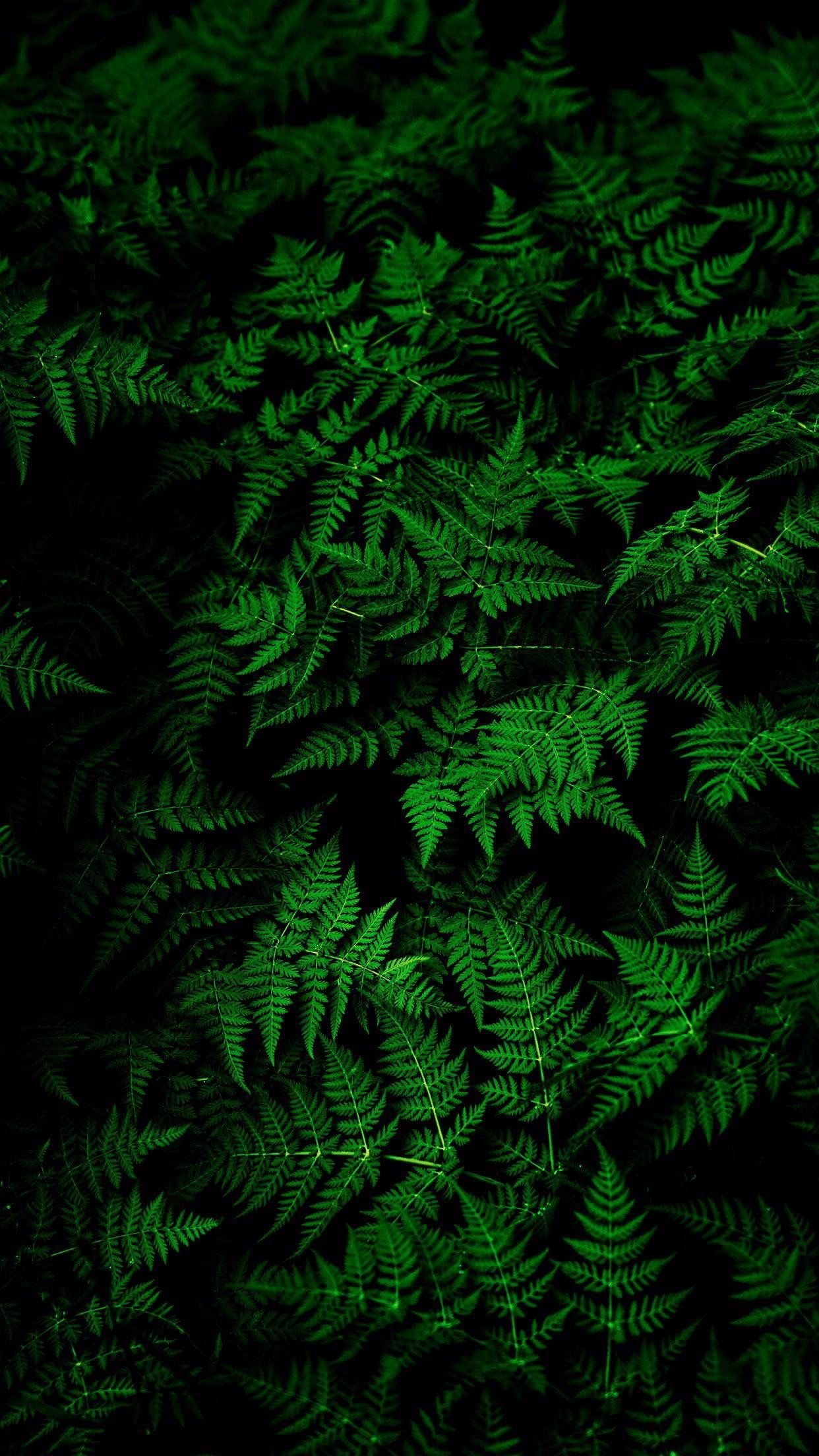 Fern Iphone Wallpapers