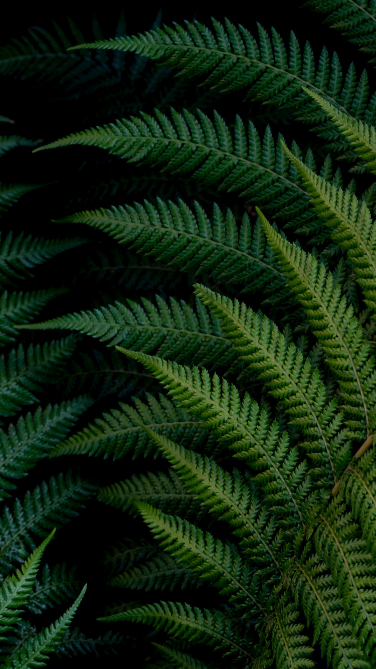 Fern Iphone Wallpapers