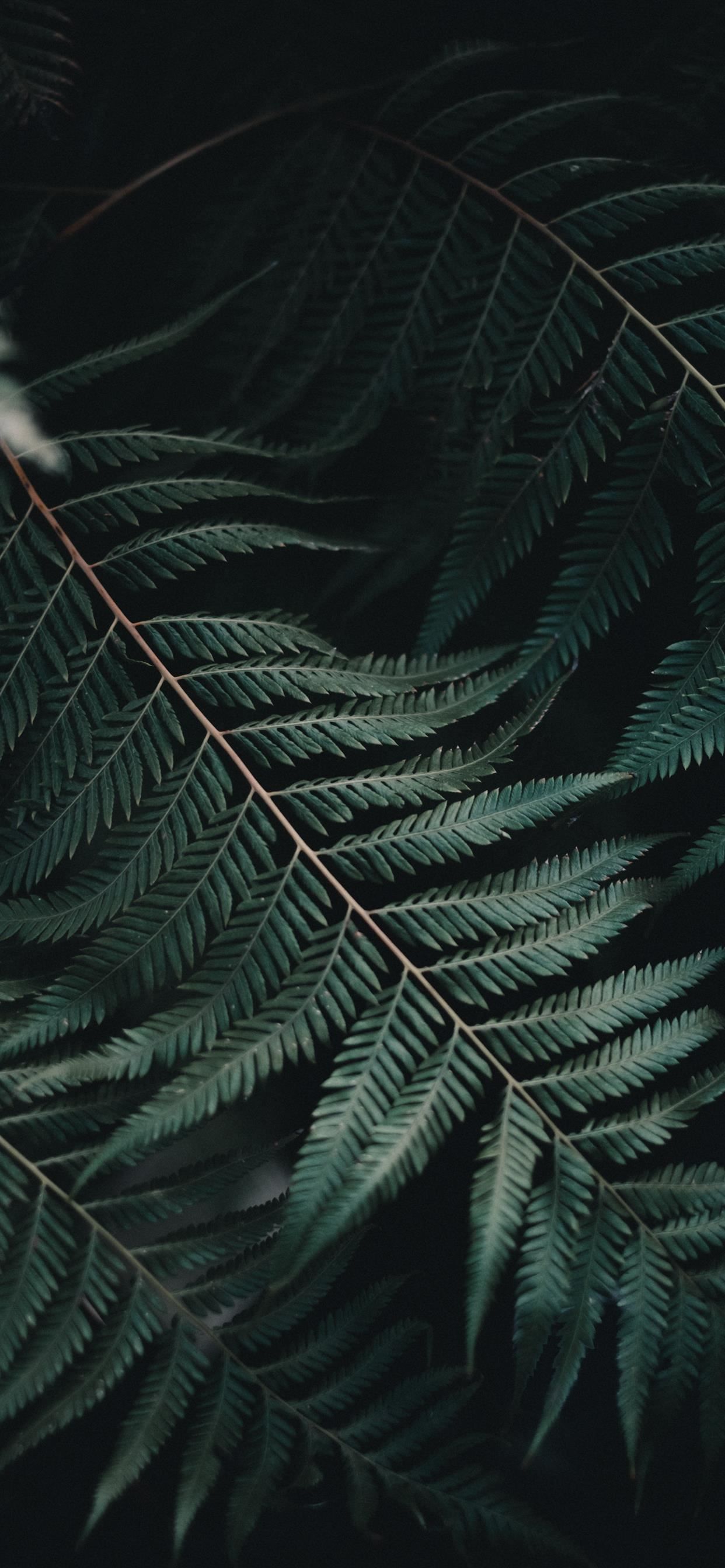 Fern Iphone Wallpapers