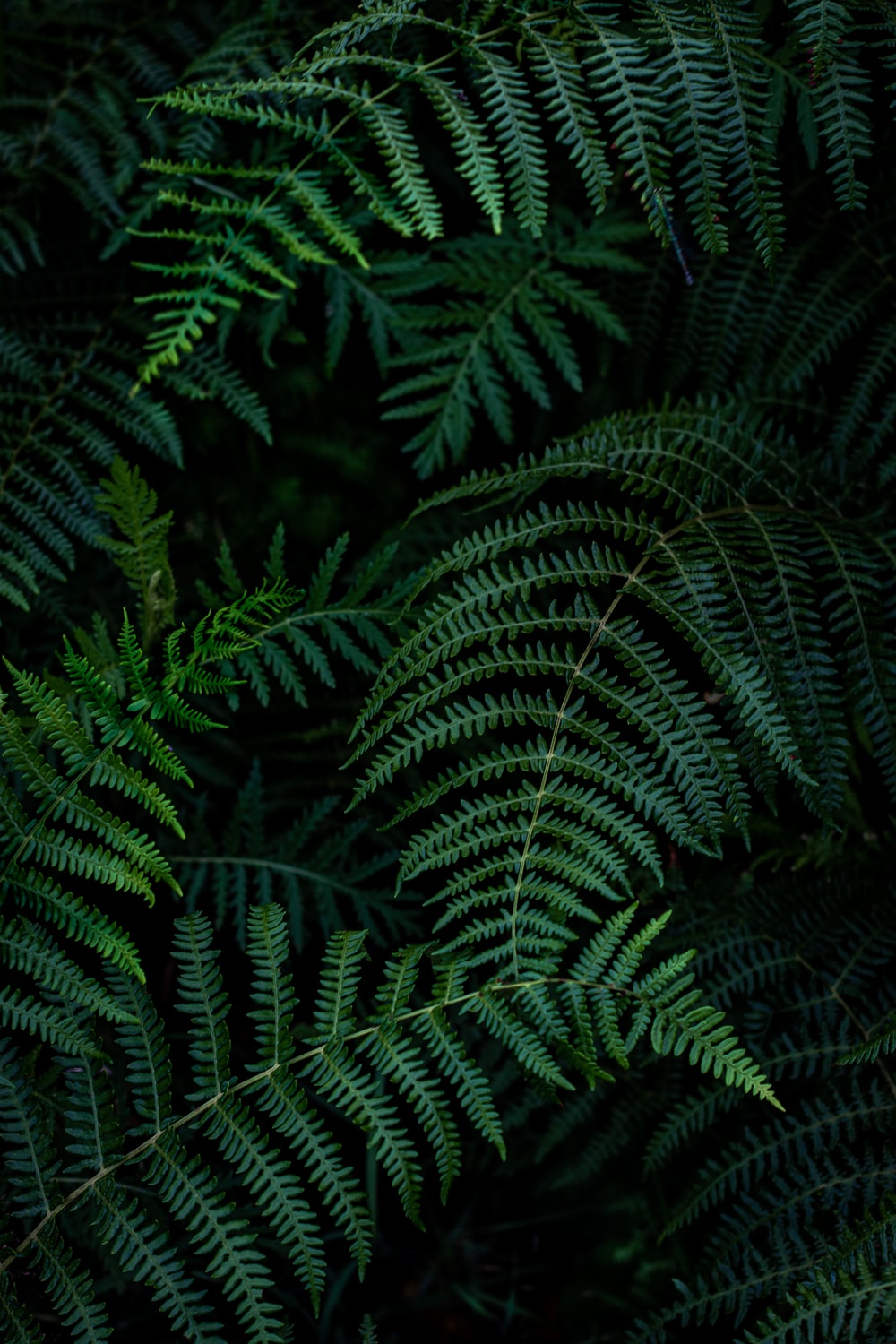 Fern Iphone Wallpapers