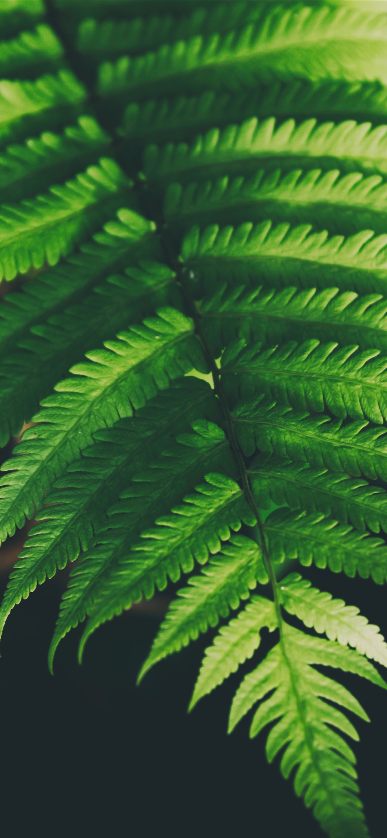 Fern Iphone Wallpapers