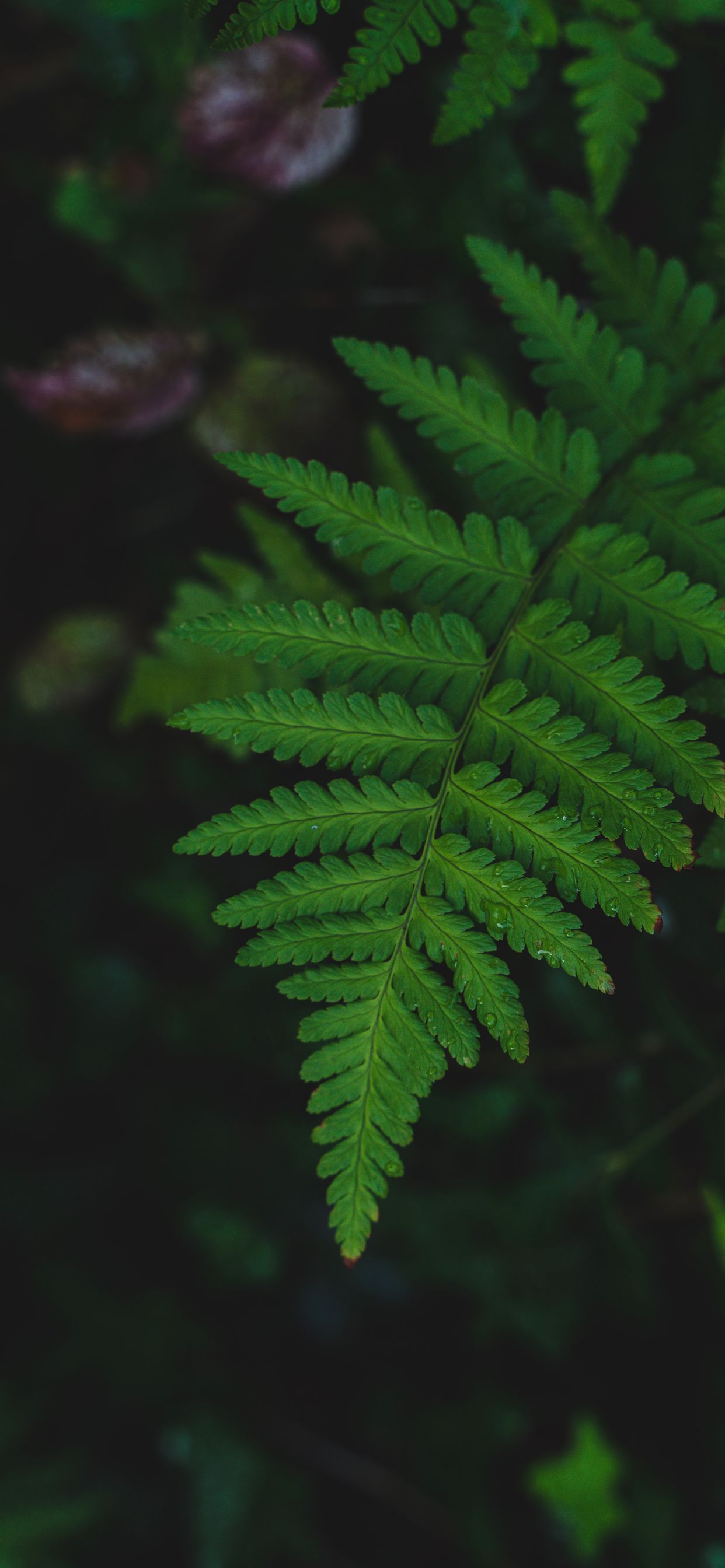 Fern Iphone Wallpapers