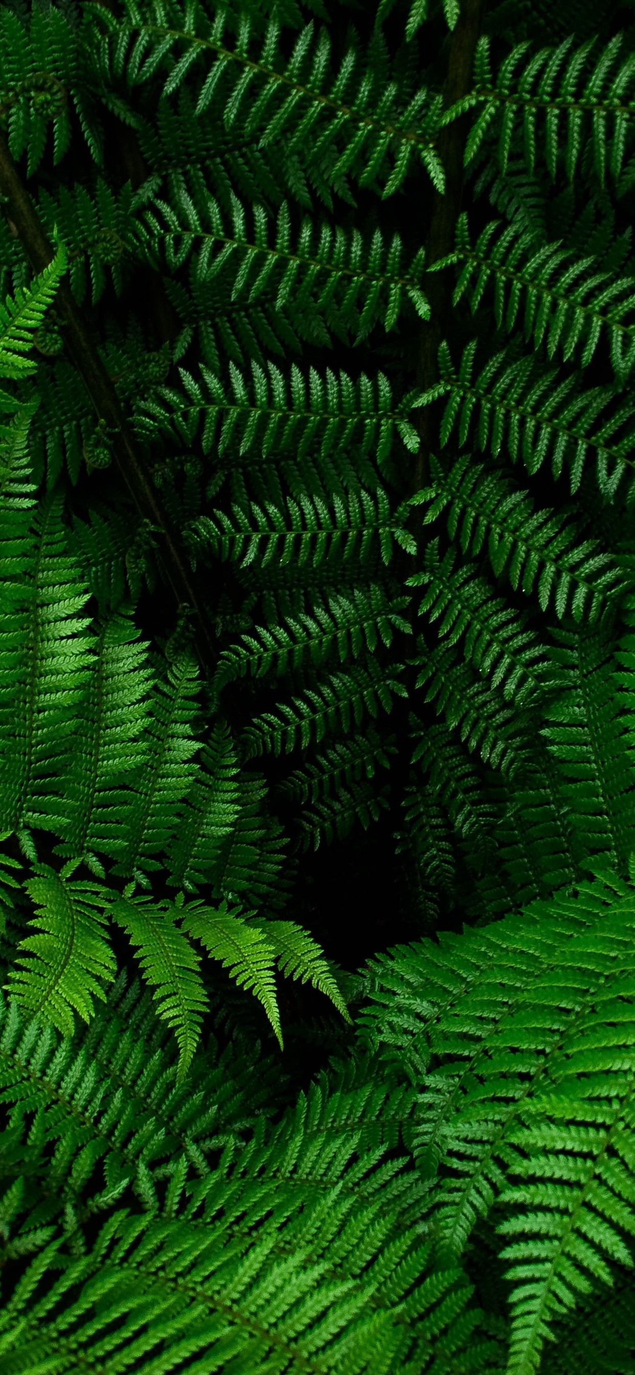 Fern Iphone Wallpapers