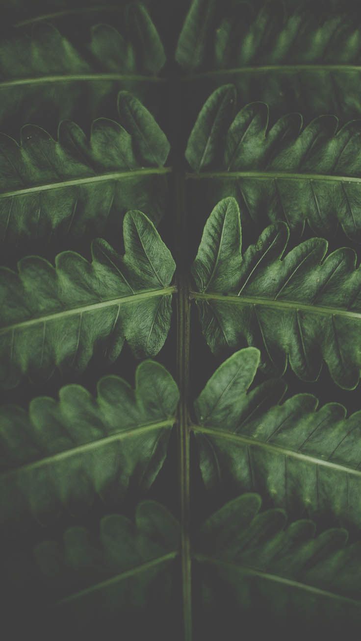 Fern Iphone Wallpapers