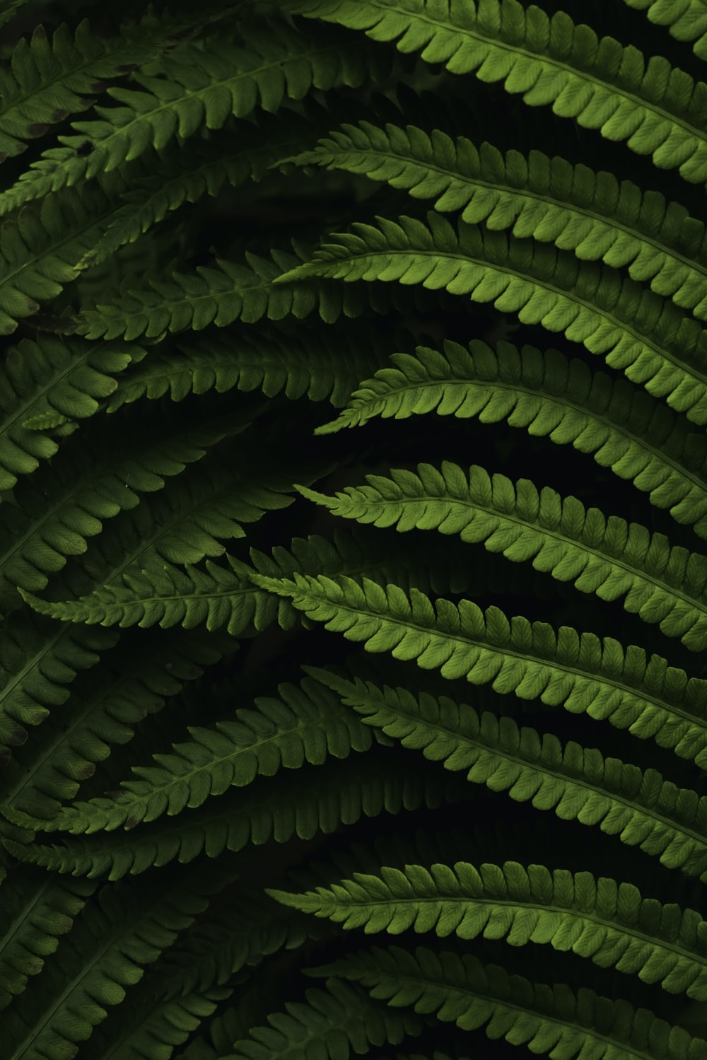 Fern Iphone Wallpapers