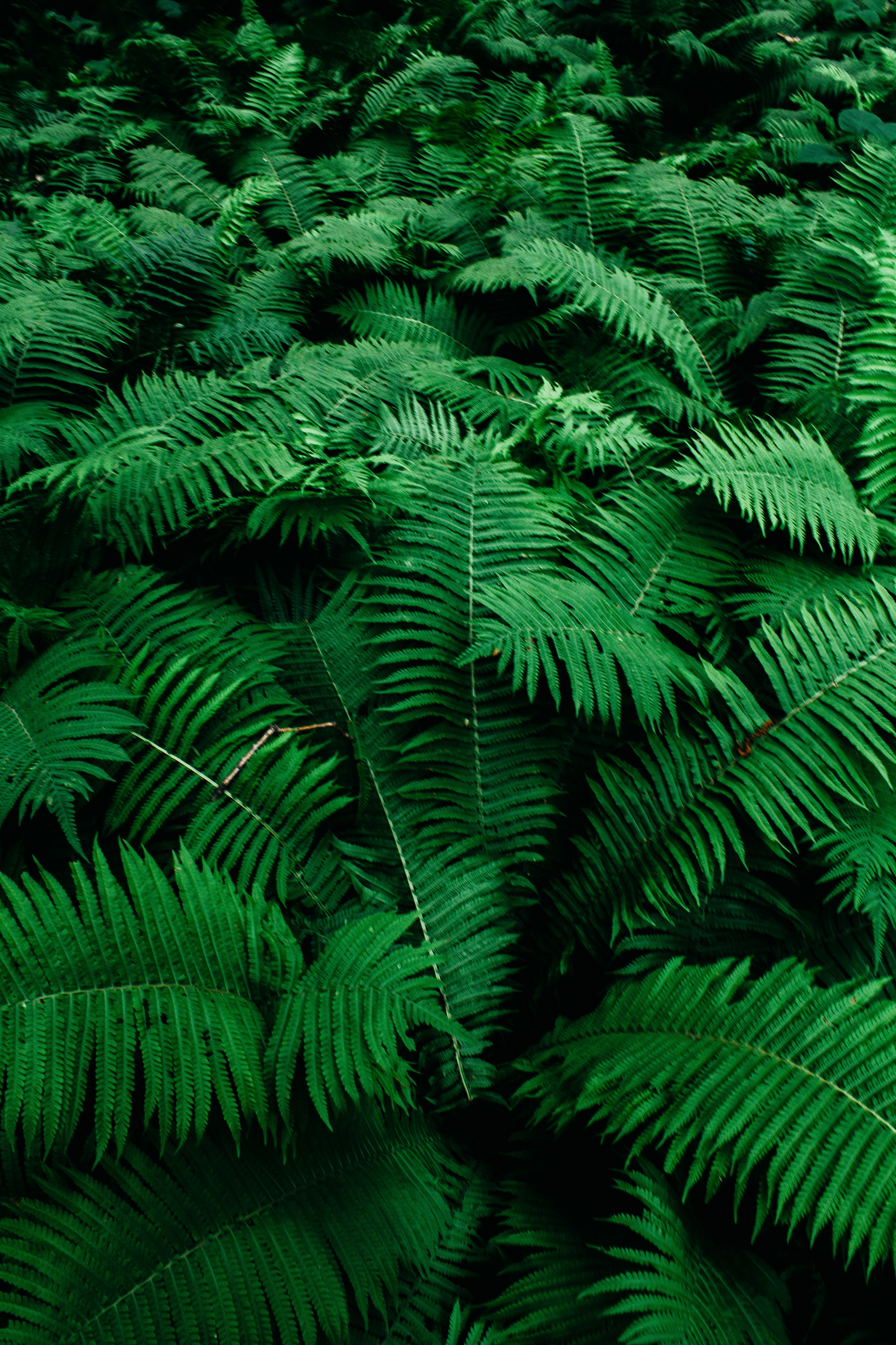 Fern Iphone Wallpapers