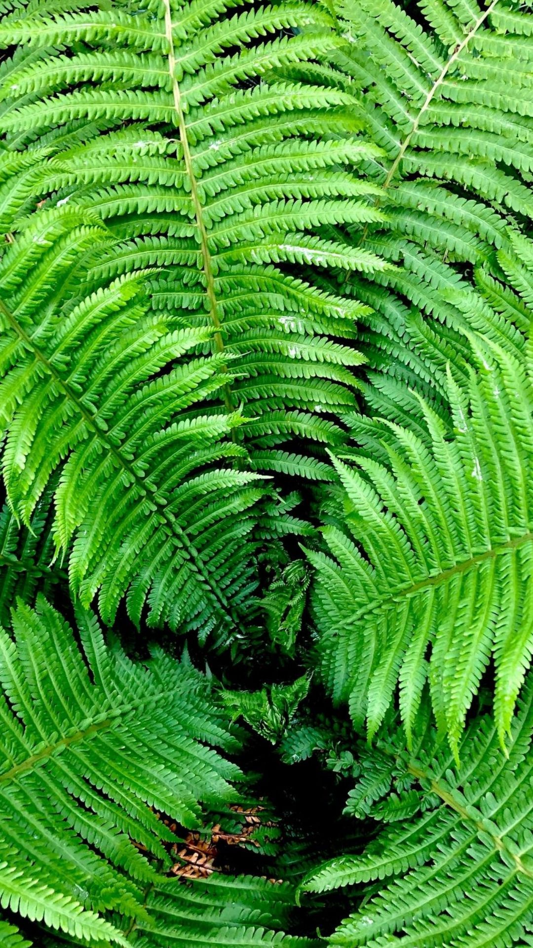 Fern Iphone Wallpapers