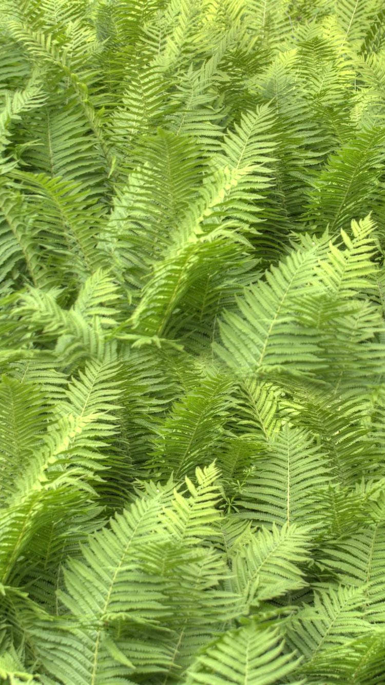 Fern Iphone Wallpapers