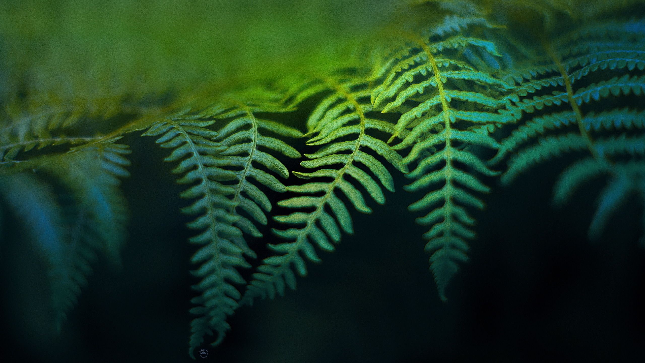 Fern Wallpapers