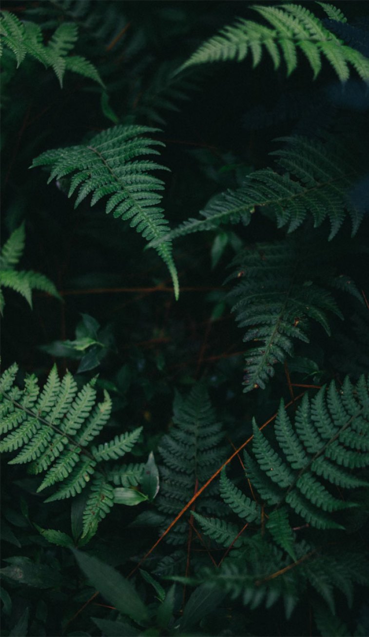 Fern Wallpapers