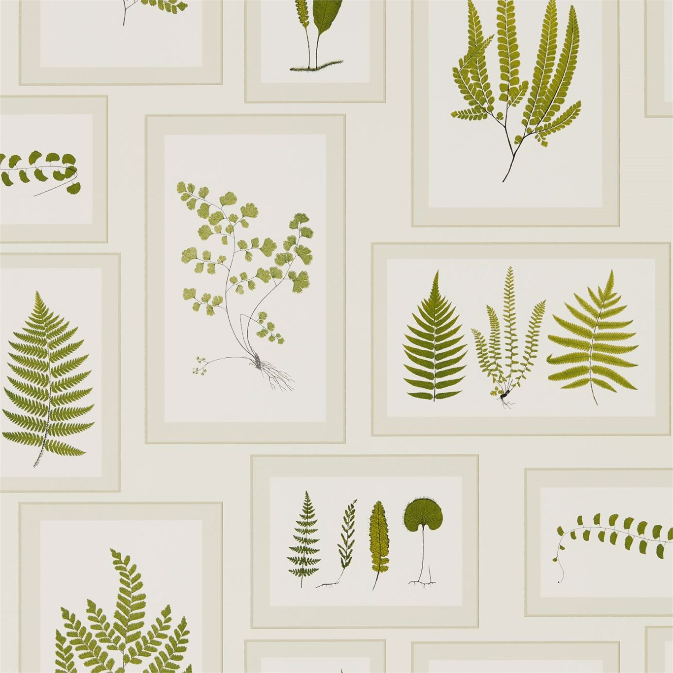 Fern Wallpapers