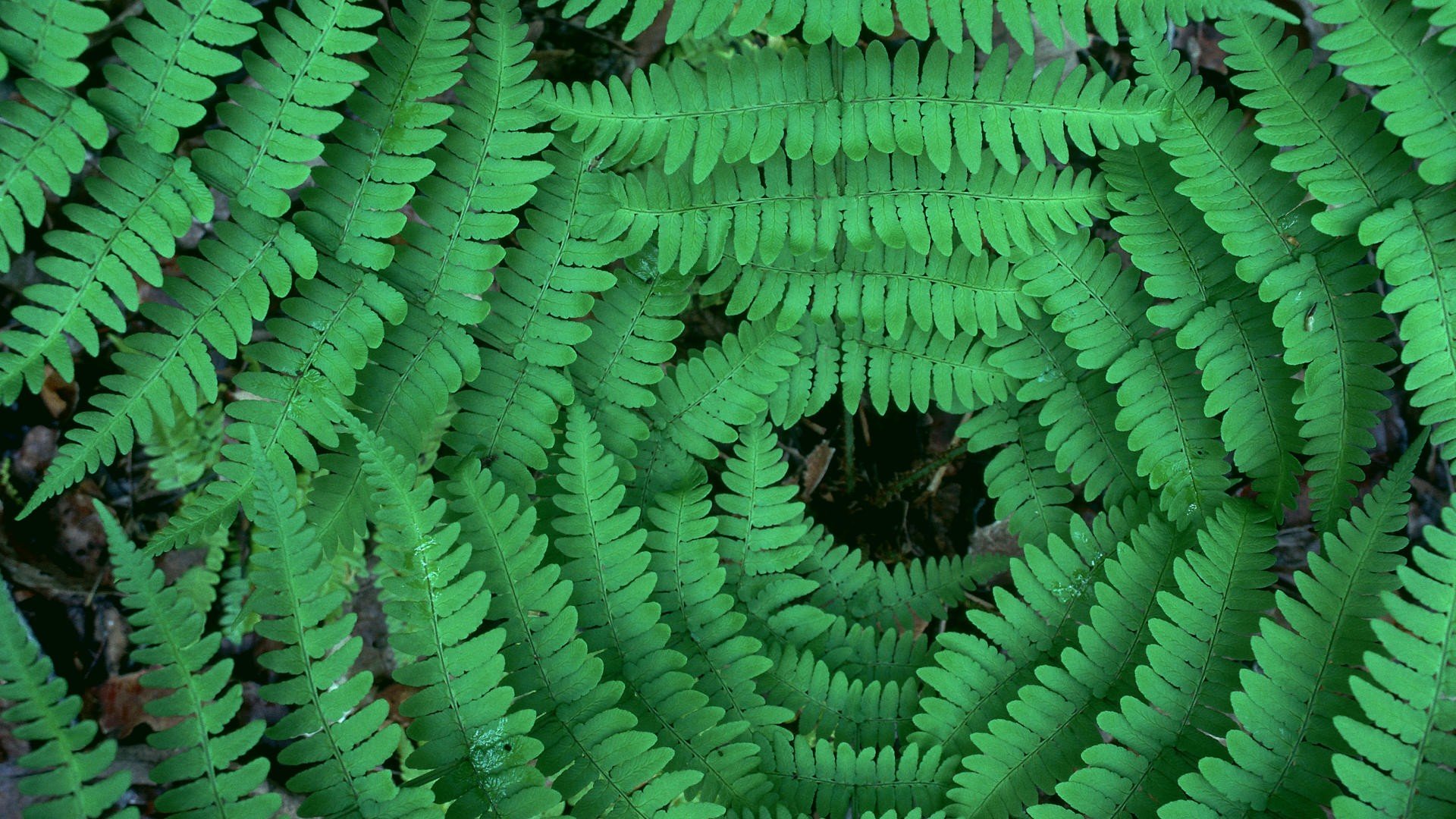 Fern Wallpapers