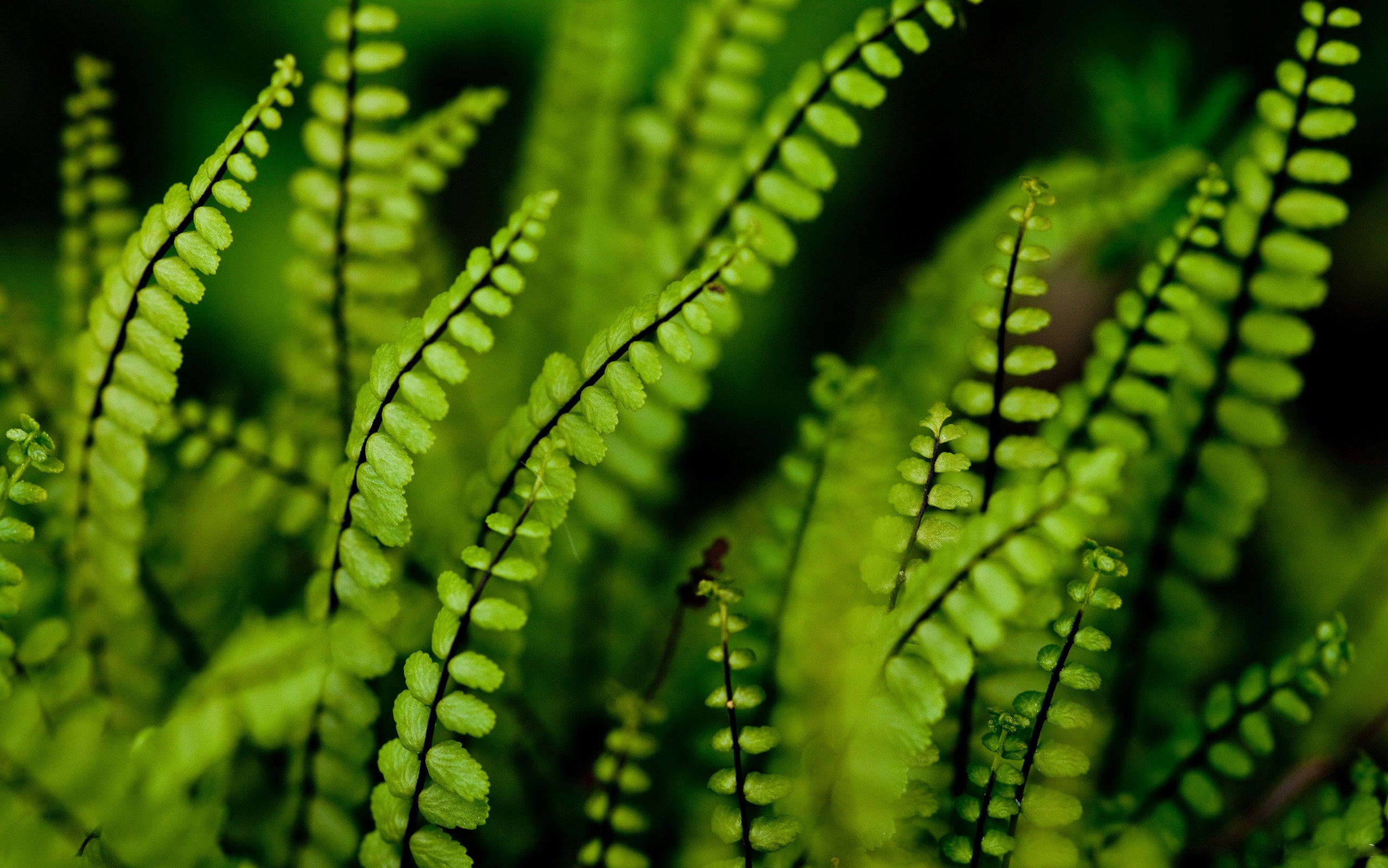 Fern Wallpapers