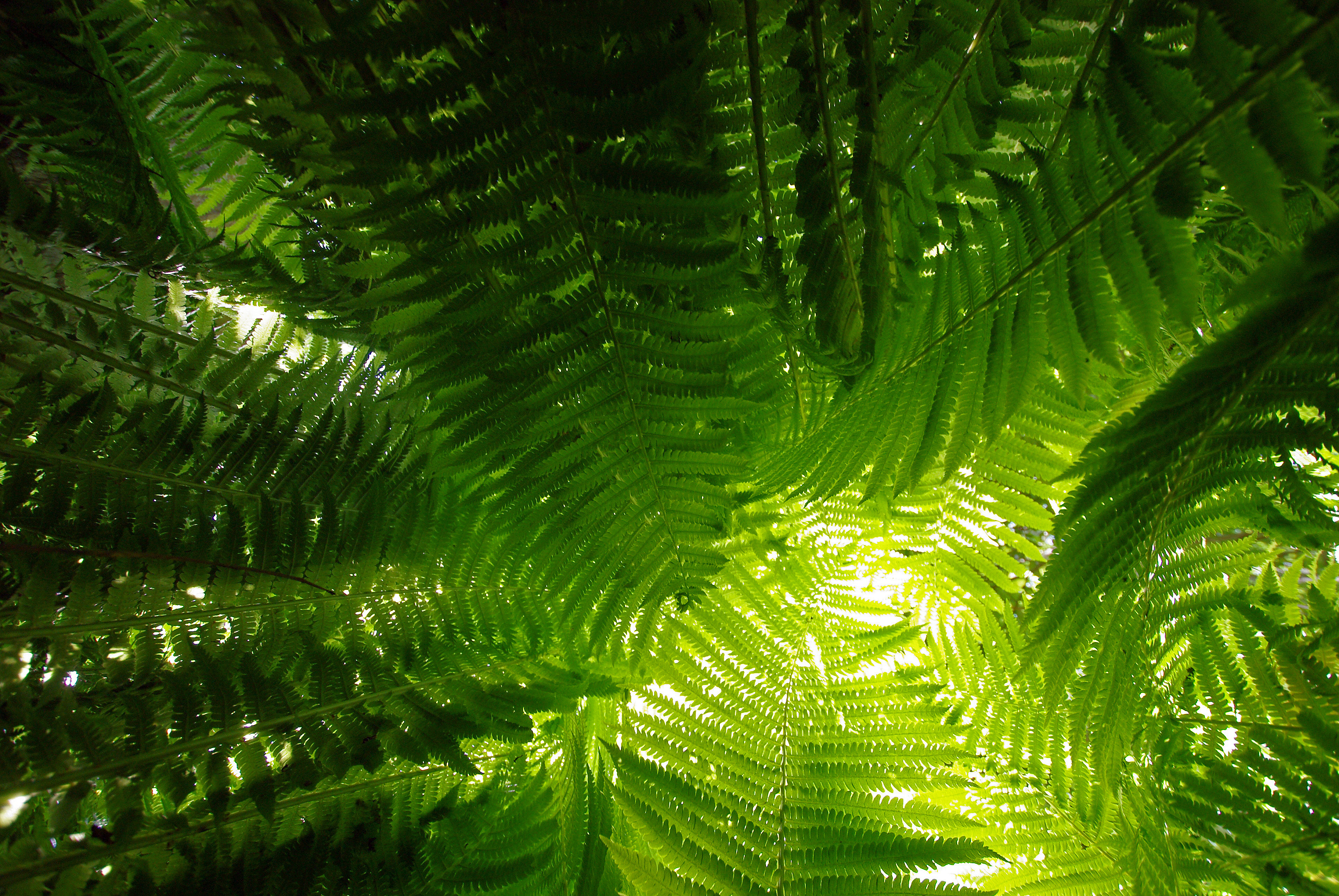 Fern Wallpapers