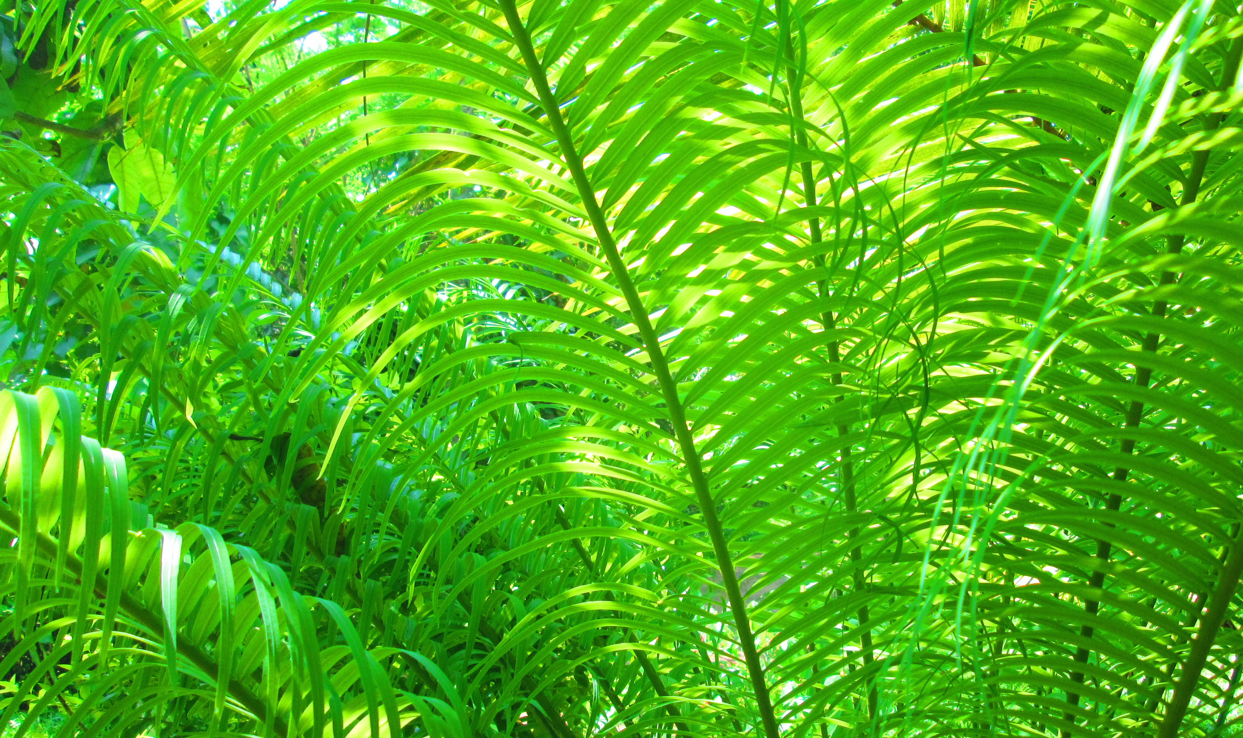 Fern Wallpapers