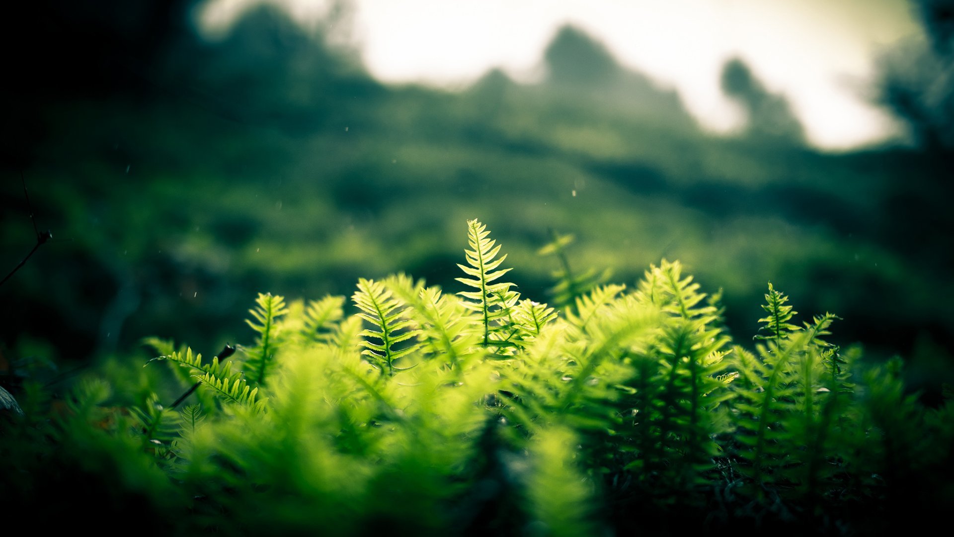 Fern Wallpapers