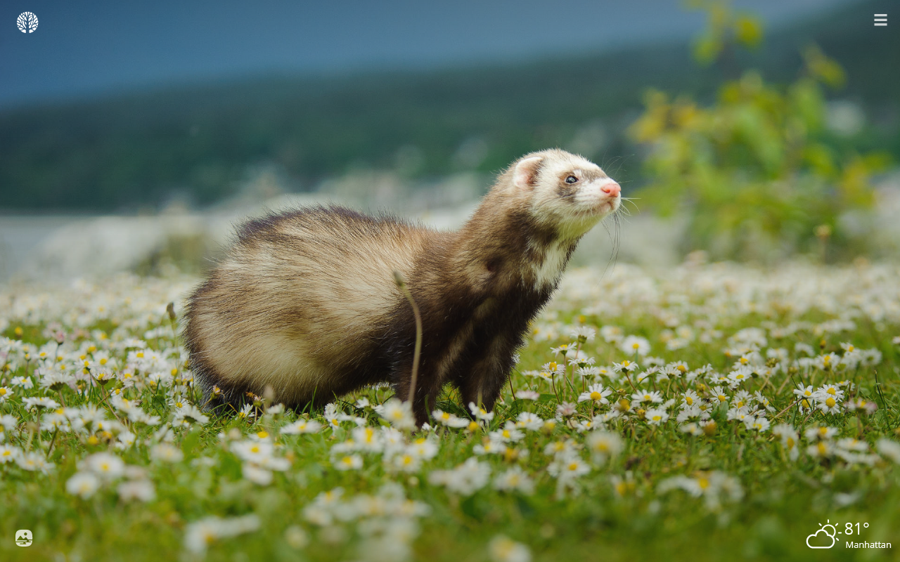 Ferret Wallpapers