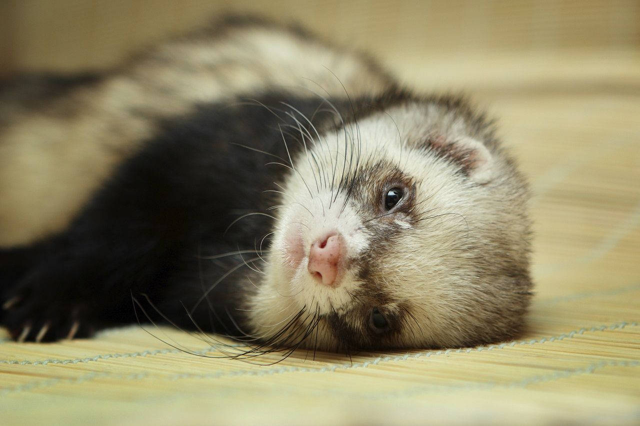 Ferret Wallpapers