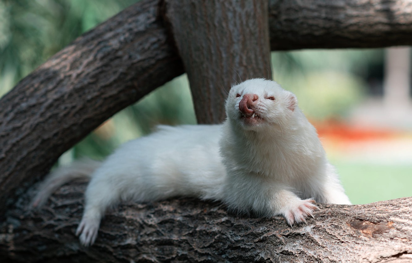 Ferret Wallpapers