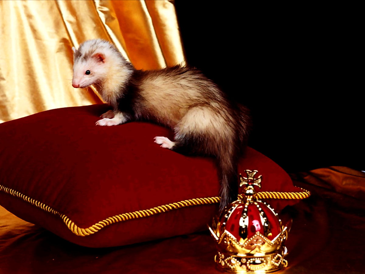 Ferret Wallpapers