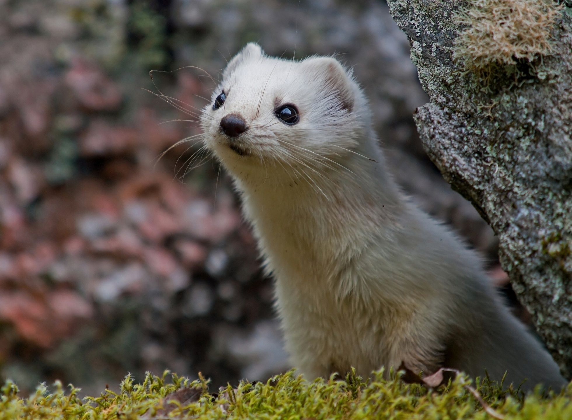 Ferret Wallpapers