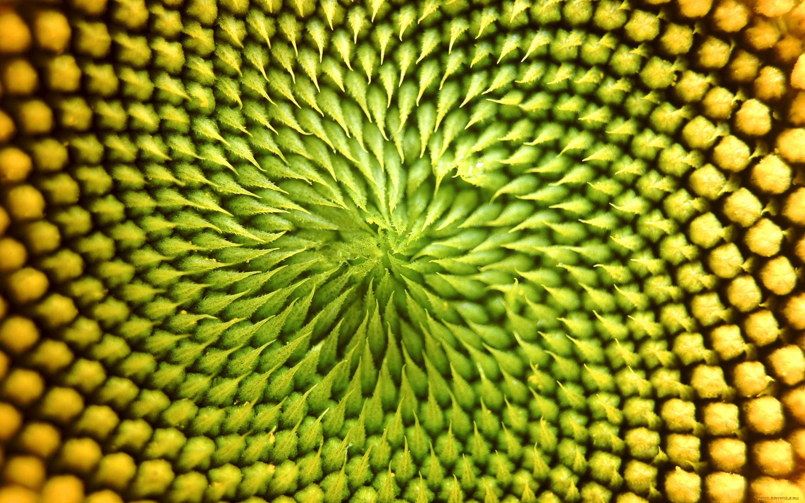 Fibonacci Sequence Wallpapers