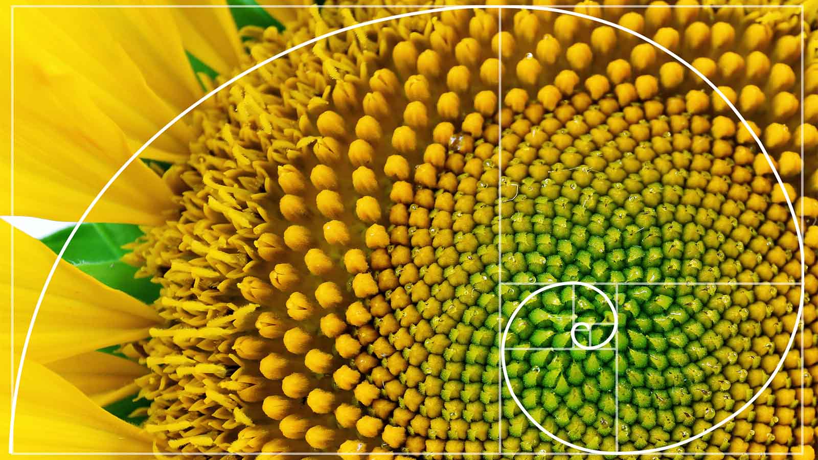 Fibonacci Sequence Wallpapers