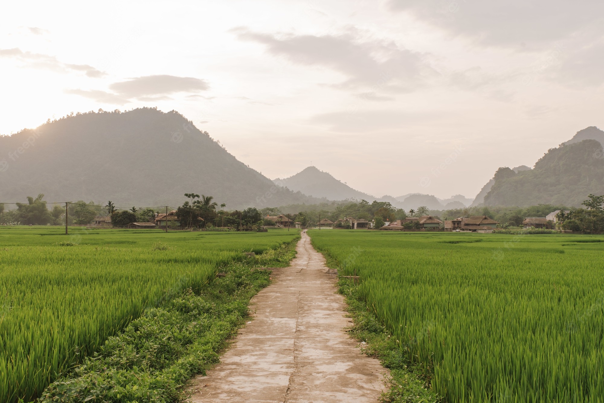 Field Background