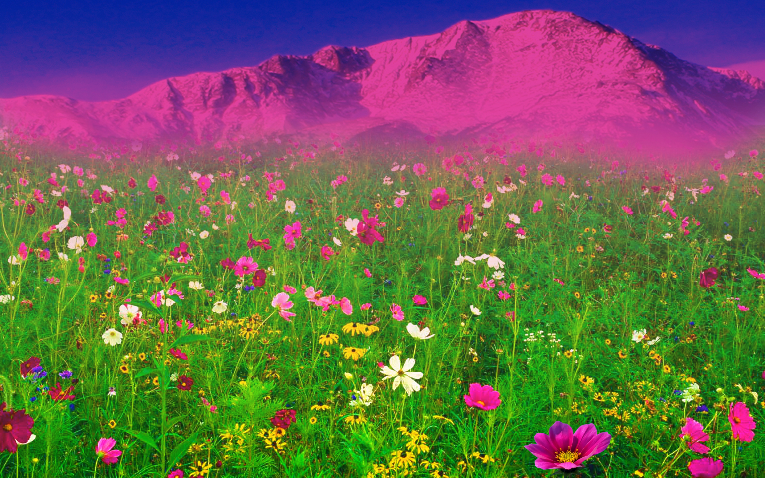 Field Of Flowers Wallpapers