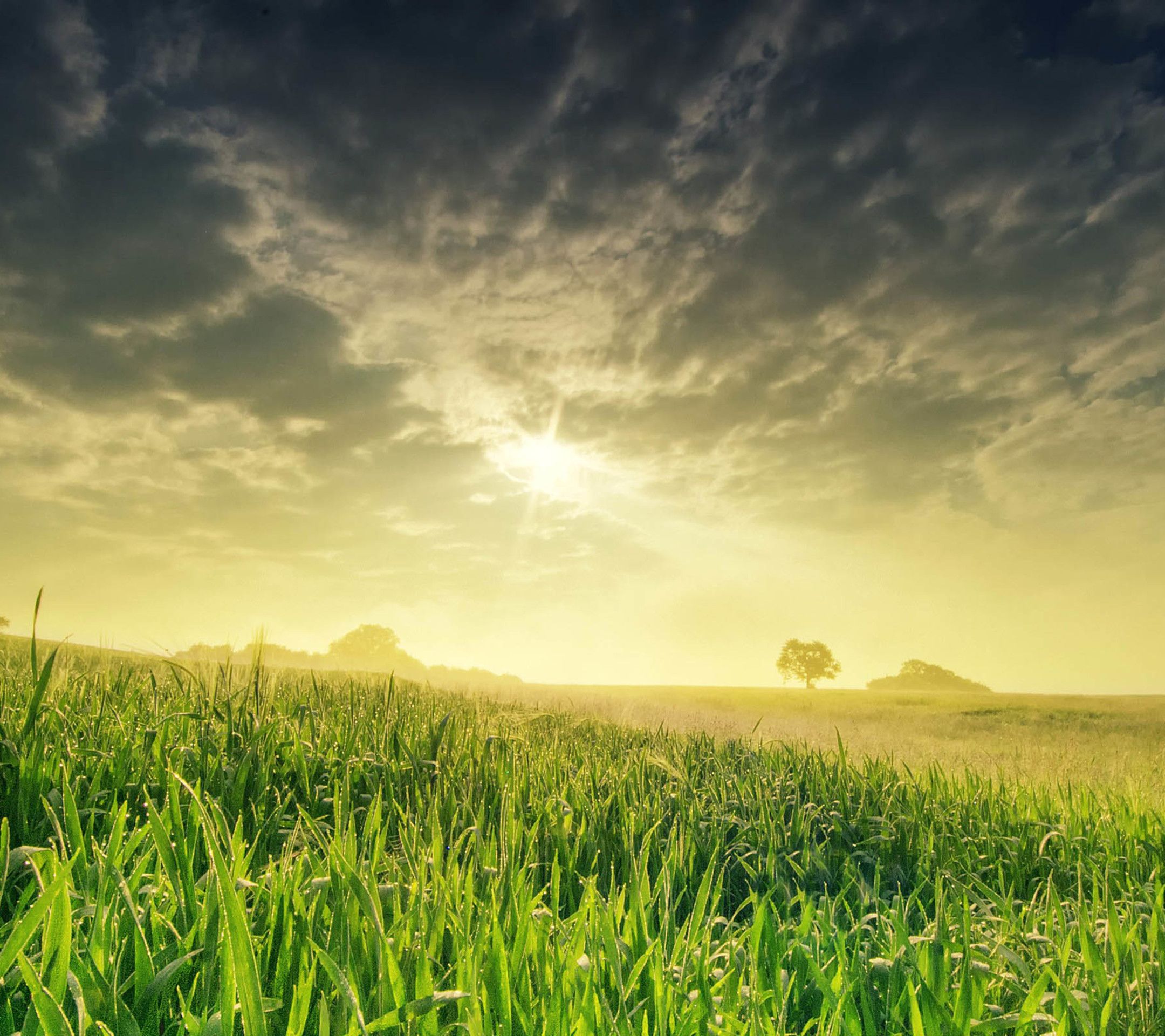 Field Of Grass Background