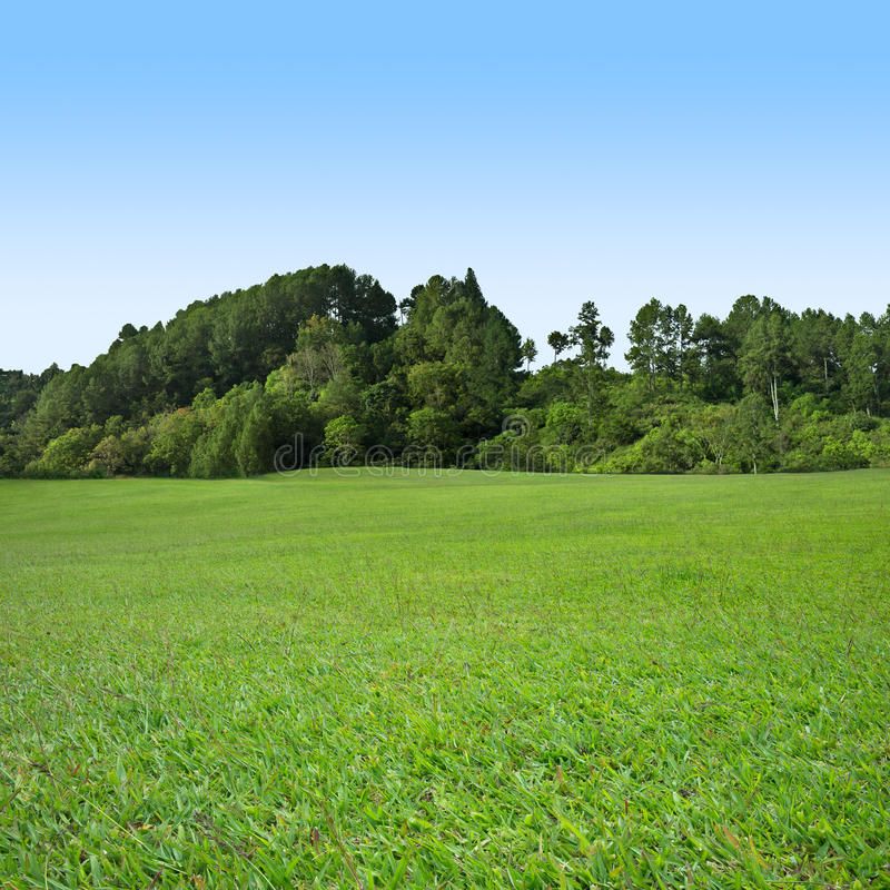 Field Of Grass Background
