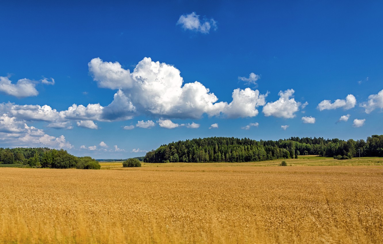 Field Summer Nature Cloud Wallpapers