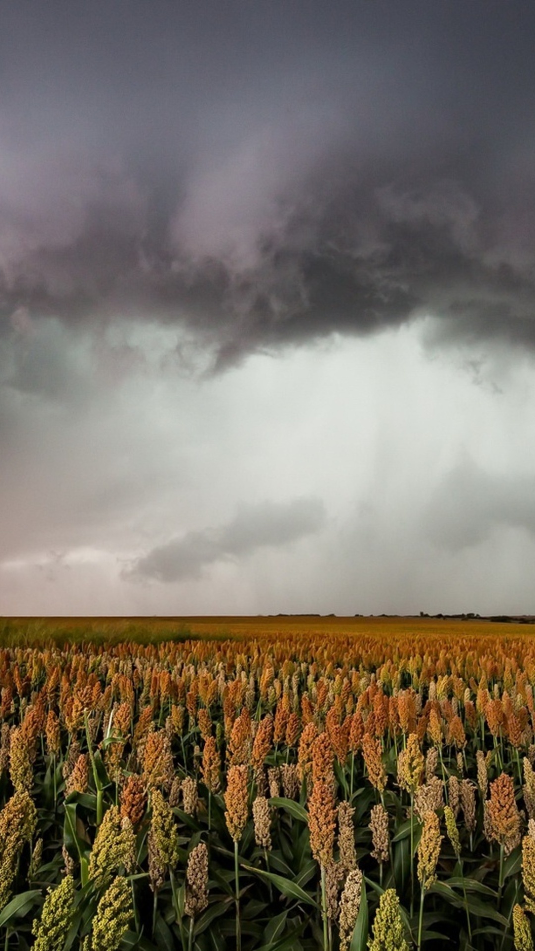 Field Summer Nature Cloud Wallpapers